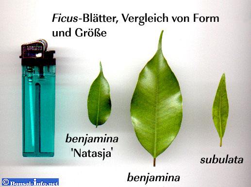 Ficus, Blattvergleich