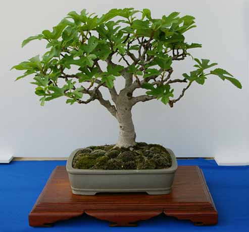 Ficus carica - echte Feige - Bonsai