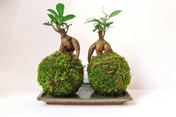Ein Ficus microcarpa 'Ginseng' als Kokedama