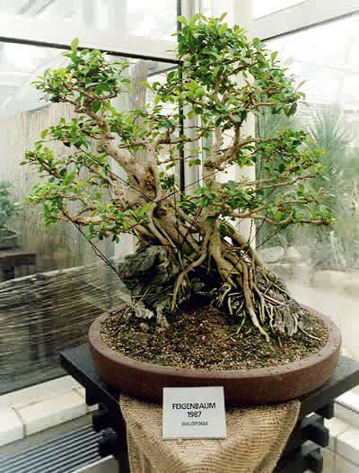 Ein Ficus microcarpa als Felsenform