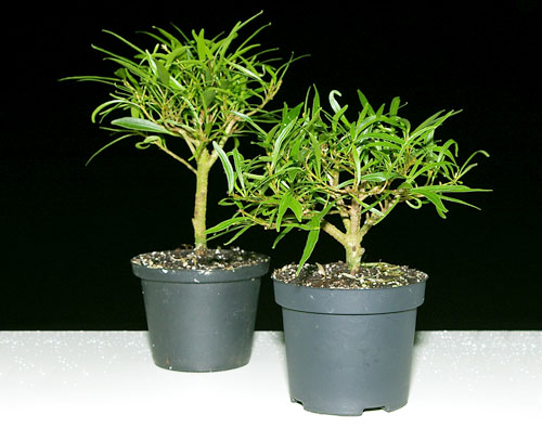 Ficus neriifolia, Sämlinge