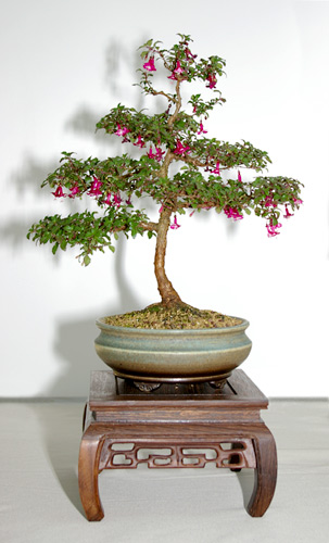 Fuchsia minutiflora, frei aufrechter Fuchsien-Bonsai