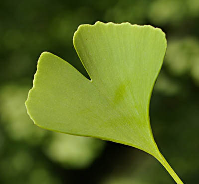 Ginkgo biloba, Blatt