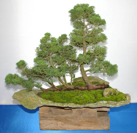 Juniperus chinensis, Chinesischer Wacholder, als Ikada-Bonsai gestaltet
