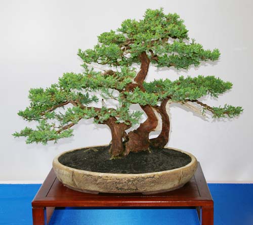 Juniperus procumbens, Kriechender Wacholder, Bonsai mit Mehrfachstamm