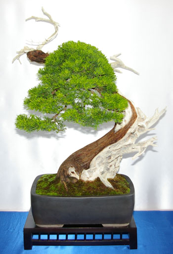 Juniperus, Wacholder, Bonsai