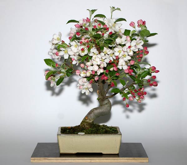 Malus 'Evereste', Zier-Apfel, blühender Bonsai