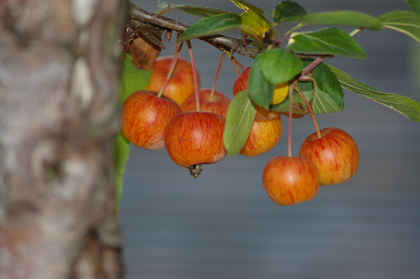 Malus halliana, Frucht