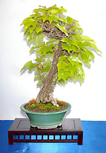 Parthenocissus tricuspidata, Bonsai
