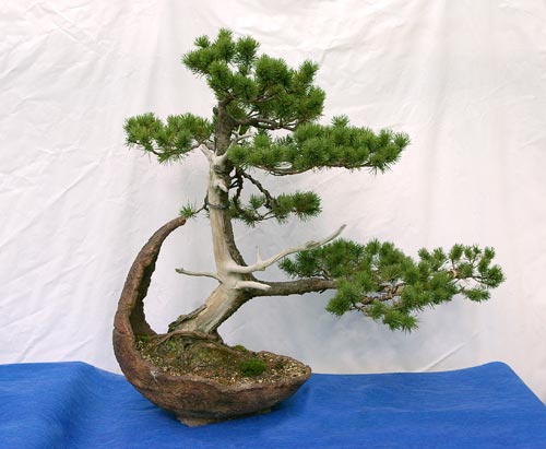 Bonsai, Pinus mugo, Bergkiefer