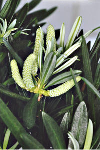 Podocarpus, männliche Zapfen