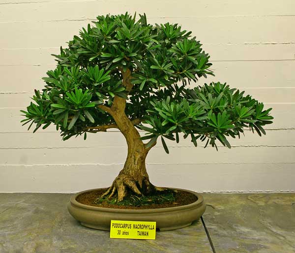 Bonsai Podocarpus macrophyllus - Steineibe