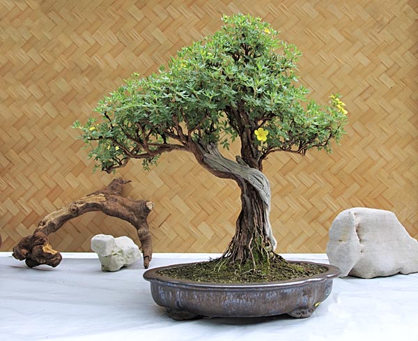 Potentilla fruticosa, Bonsai