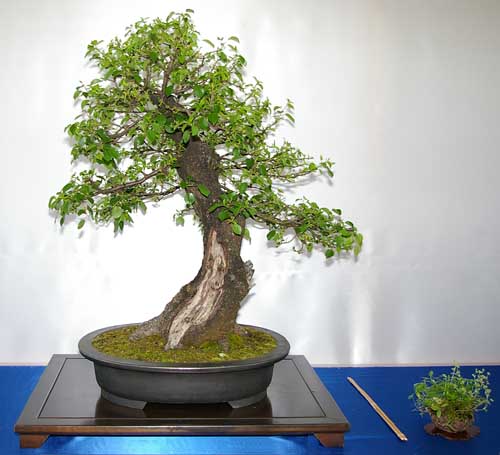 Prunus mahaleb, Steinweichsel, Bonsai