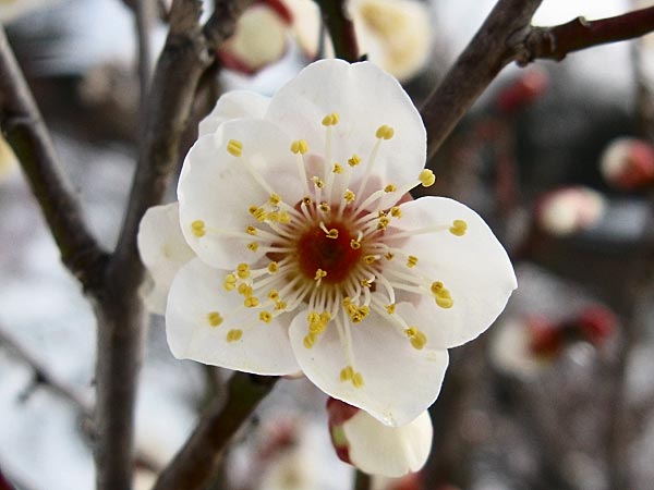 Prunus mume 'Tojibai', Ume, Blüte