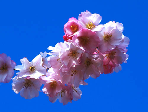Prunus serrulata ichiyo