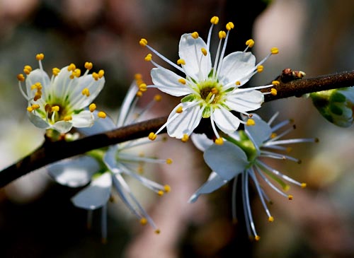 Prunus spinosa, Schlehdorn, Blüte