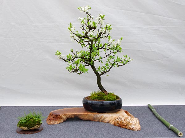 Prunus spinosa, Schlehdorn, Bonsai