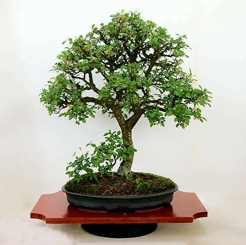 Prunus spinosa, Schlehdorn, Bonsai
