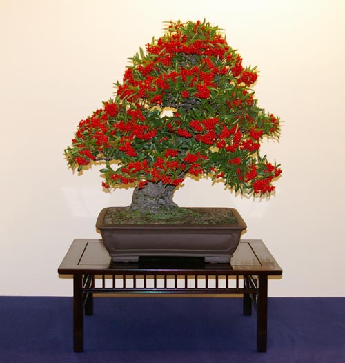 Pyracantha, Feuerdorn, frei aufrechter Bonsai