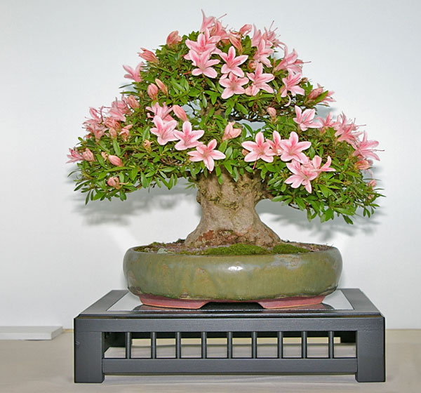 Đỗ Quyên (Rhododendron simsii) Bonsai