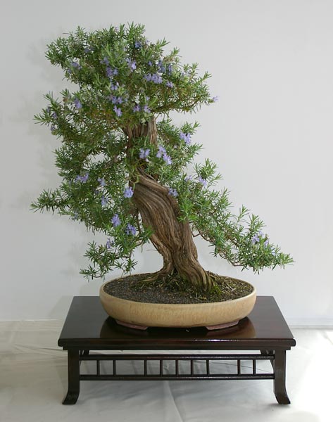 Rosmarinus officinalis, Rosmarin, Bonsai