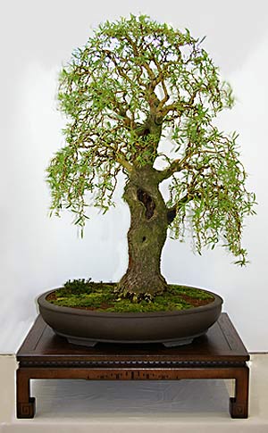 Salix alba 'Tristis', Trauernde Silber-Weide, als Bonsai gestaltet