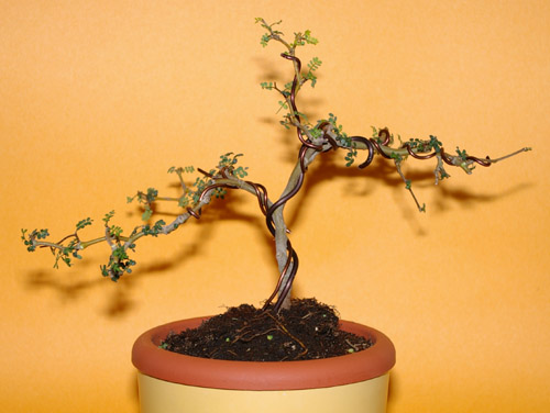 Sophora prostrata, Jungpflanze