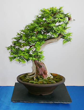 Bonsai Taxus Eibe