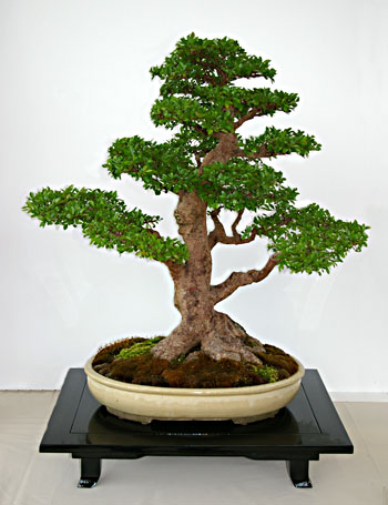 Bonsai: Ulmus parvifolia