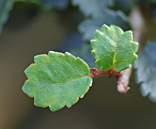 Ulmus parvifolia, Blatt