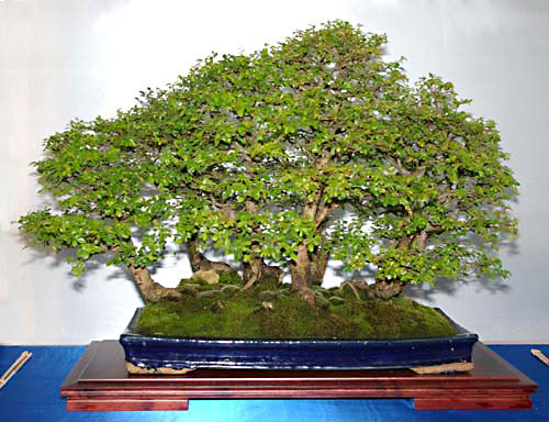 Bonsai: Ulmus parvifolia