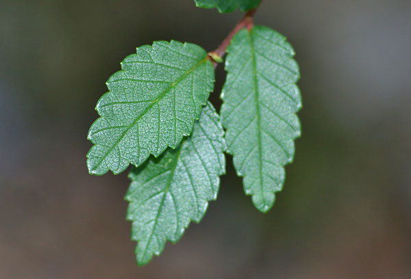 Ulmus pumila, Blatt