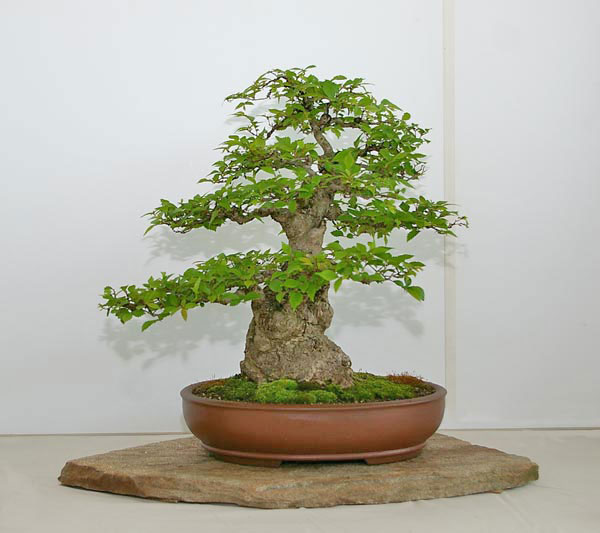 Bonsai: Ulmus pumila