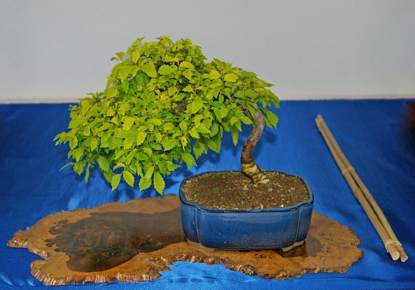 Zelkova serrata, Japanische Zelkove, Bonsai