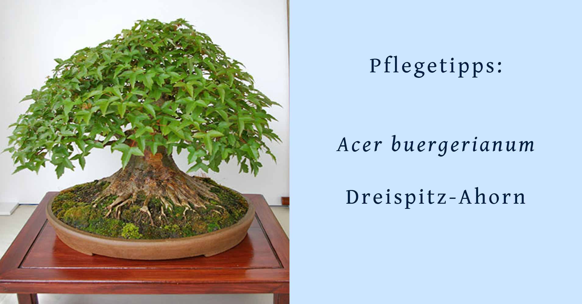 Acer buergerianum, DreispitzAhorn, Hinweise zur Bonsai