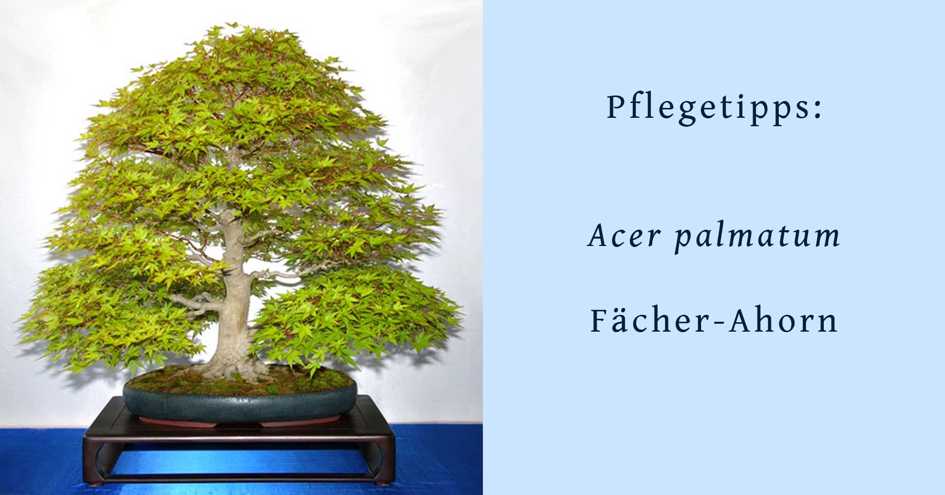 Acer palmatum, japanischer FächerAhorn, als Bonsai