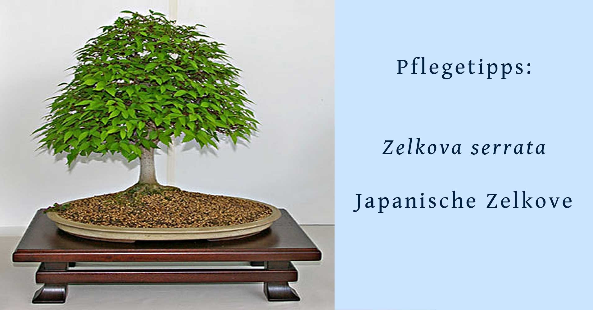 Zelkova serrata, Japanische Zelkove, Tipps zur Gestaltung