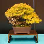 Vorschaubild BCI World Congress