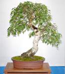 Vorschaubild: Birken-Bonsai