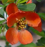 Vorschaubild: Scheinquitte