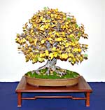 Vorschaubild: Corylus