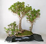 Vorschaubild: Crassula ovata