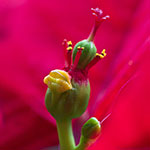 Vorschaubild: Euphorbia pulcherrima