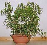 Vorschaubild: Ficus-Bonsai