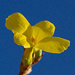 Vorschaubild: Forsythie