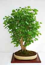 Vorschaubild: Ginkgo biloba