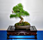 Larix decidua, Europäische Lärche