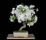 Vorschaubild: Malus 'Evereste'