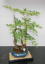 Seltener Bonsai: Himmelsbambus (Nandina)